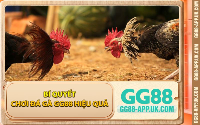 Bí Quyết Chơi Đá Gà GG88 Hiệu Quả