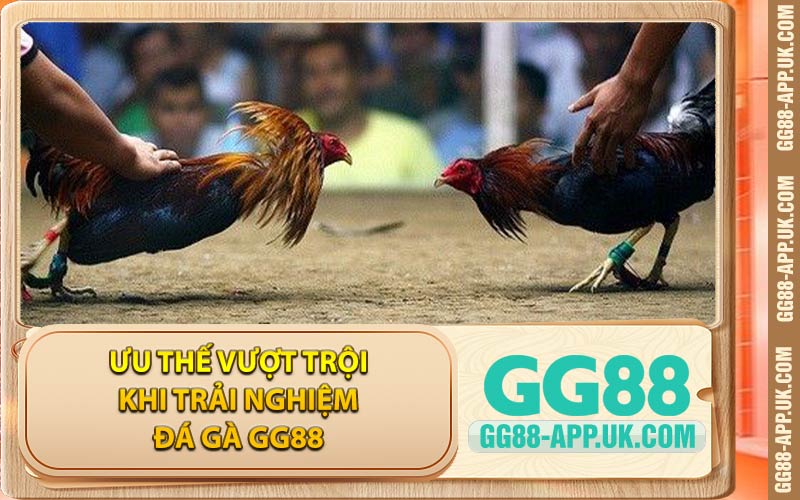 Ưu Thế Vượt Trội Khi Trải Nghiệm Đá Gà GG88